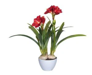 Künstliche Clivia-Pflanze