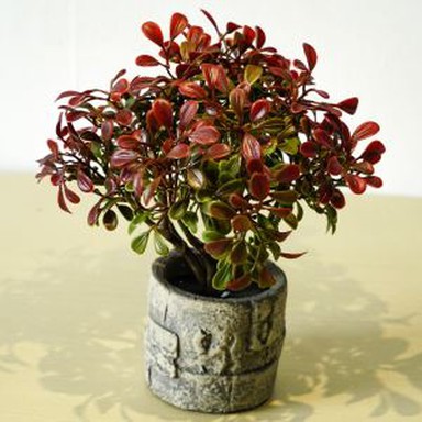 Künstliches Rot verlässt Topfpflanze