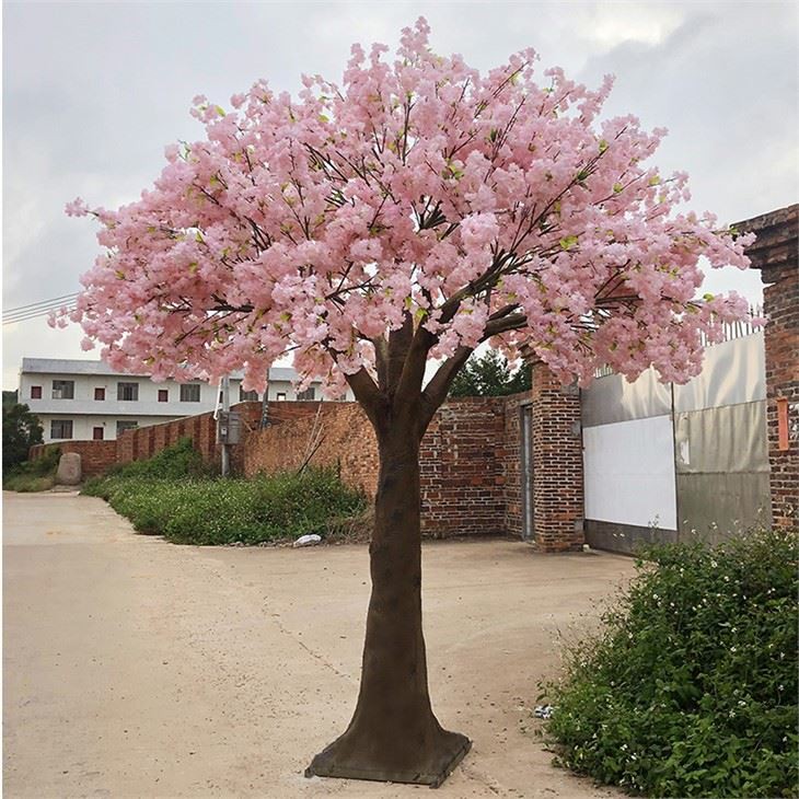 14ft-Pink-False-Cherry-Tree